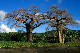 Arbre;-Archipel-des-Comores;-Baobab;-Colline;-France;-Kaleidos;-Kaleidos-images;-La-parole-à-limage;-Laurent-Abad;-Mayotte;-Océan-Indien;-Paysage;-Plage;-Sable-noir;-Stories-Pictures